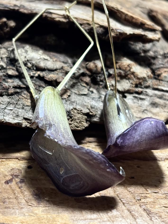 Canna Lily in Bloom