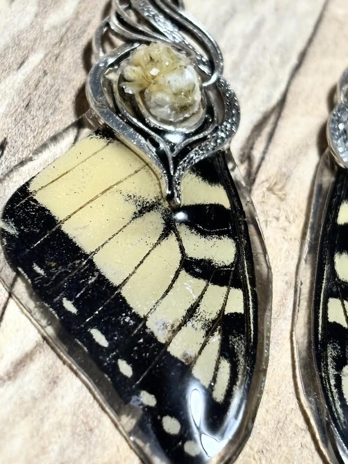 Fragments of Flight - Tiger Swallowtail Wing Earrings