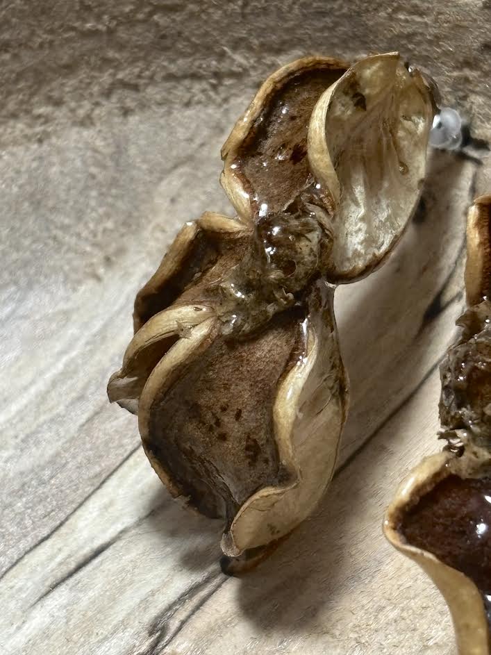 Cotton Husk Relic Stud Earrings