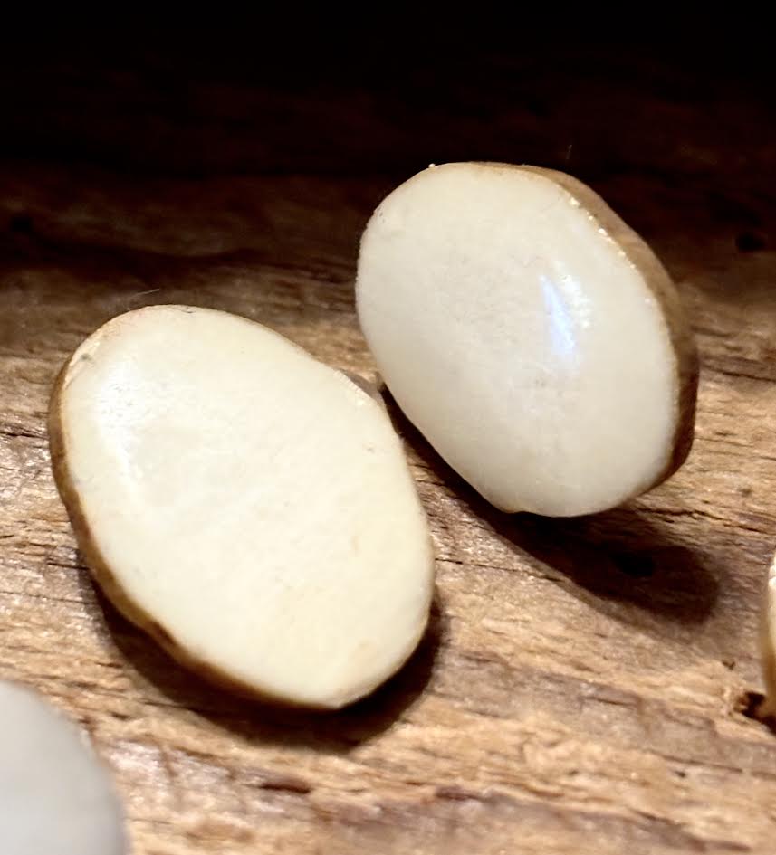 Forest Floor Antler Studs