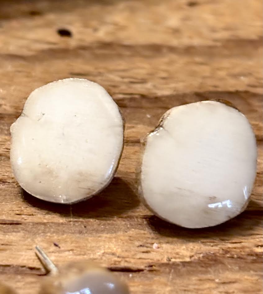 Forest Floor Antler Studs