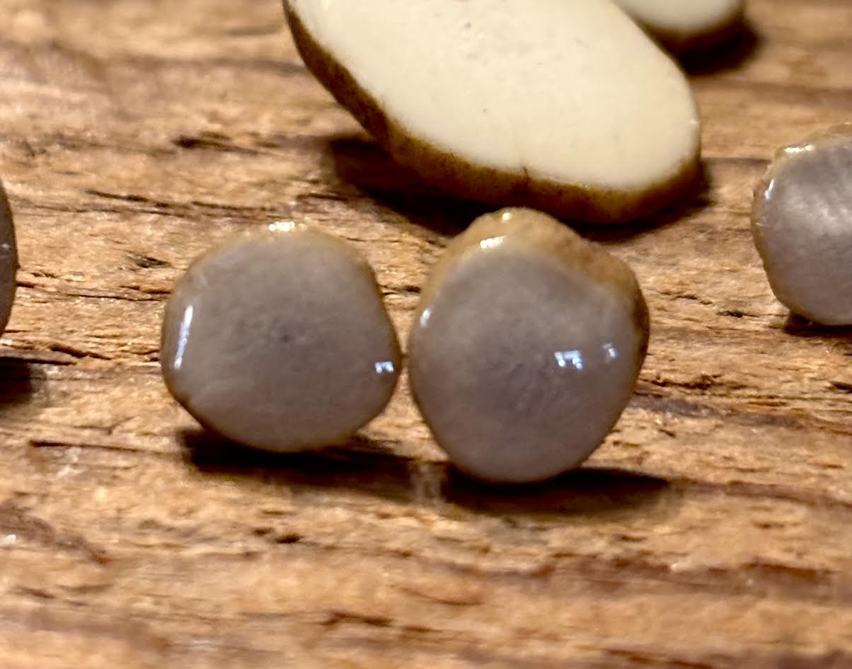 Forest Floor Antler Studs