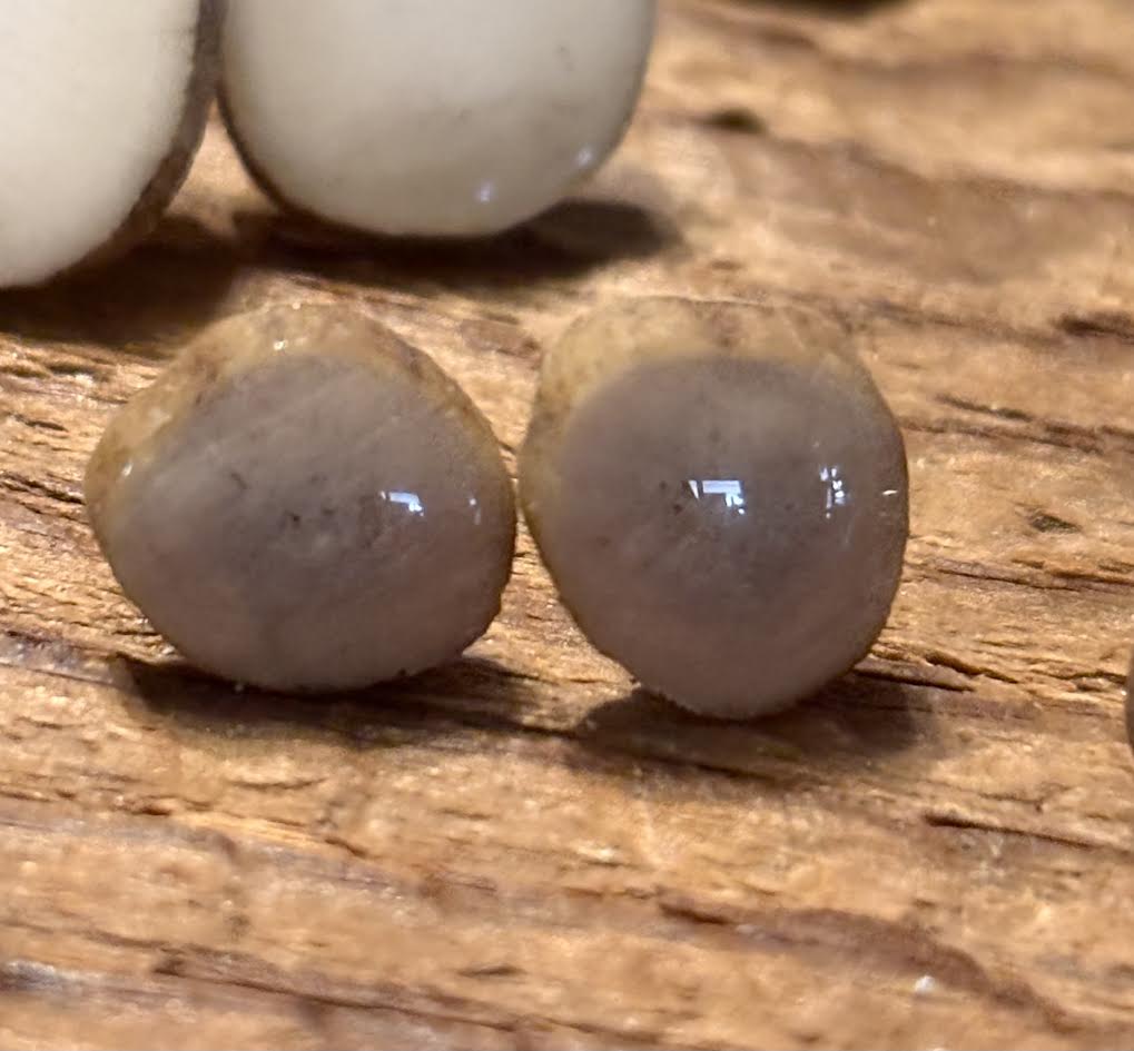 Forest Floor Antler Studs