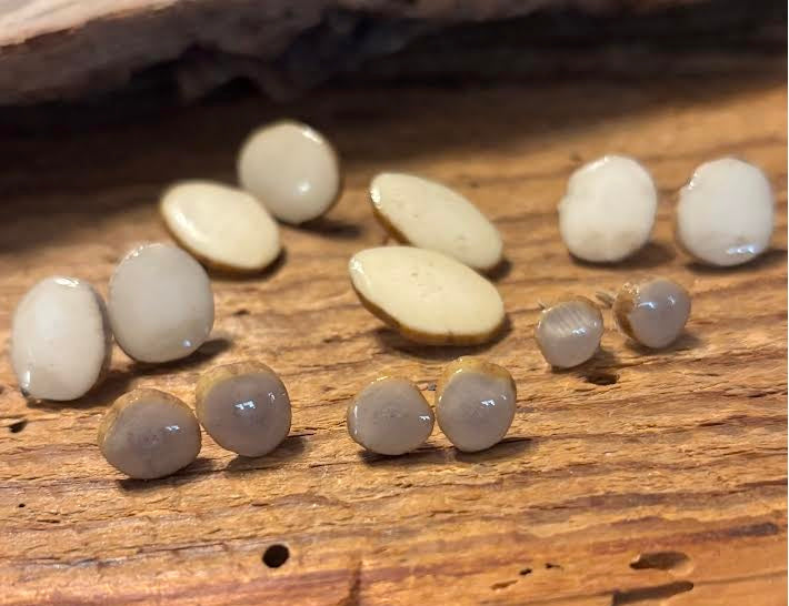 Forest Floor Antler Studs