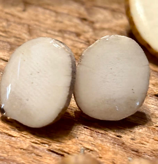 Forest Floor Antler Studs