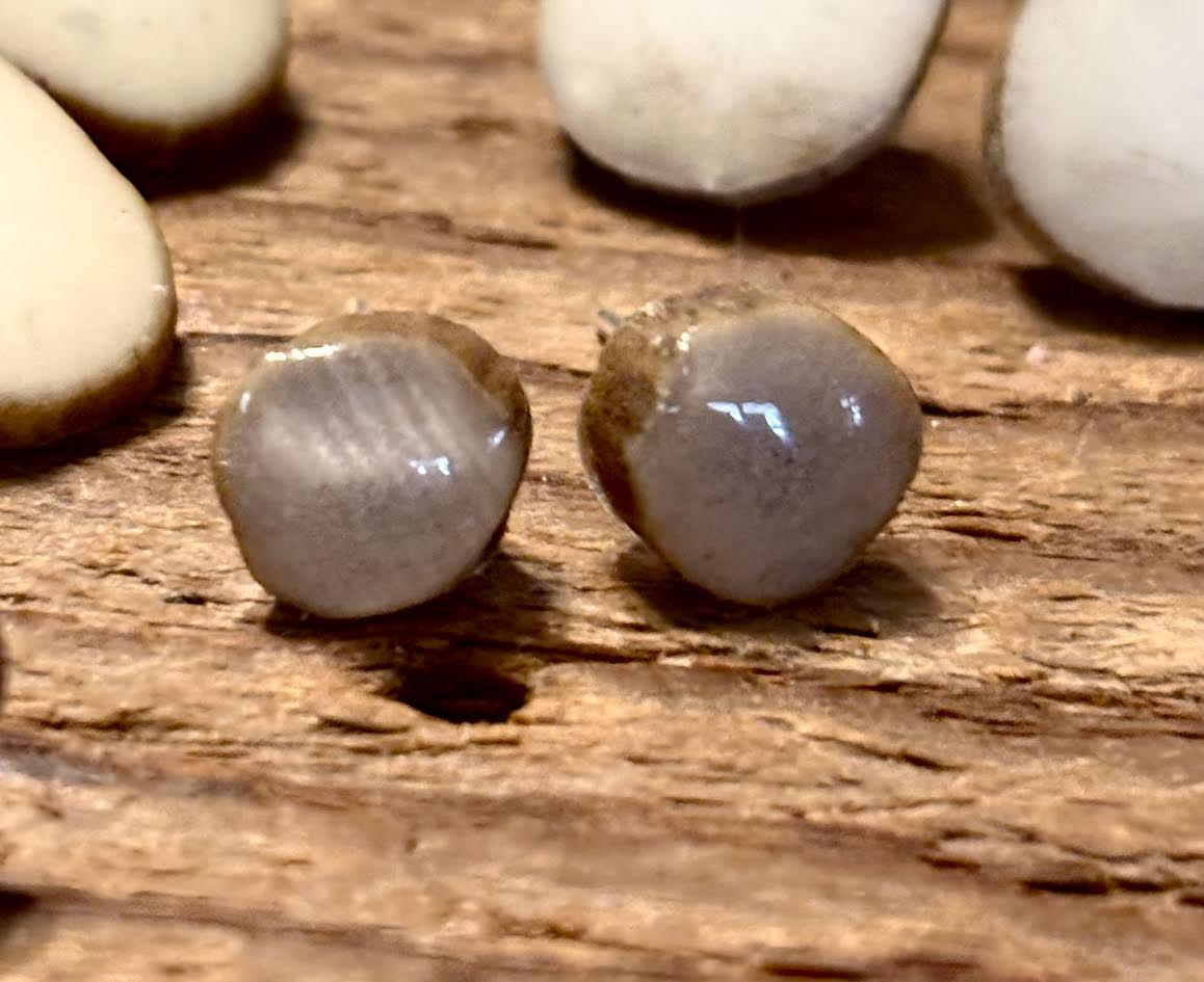 Forest Floor Antler Studs